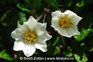 Havasi magcsákó (Dryas octopetala)