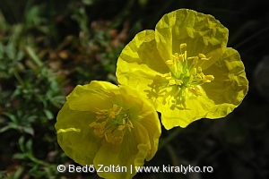 Havasi mák (Papaver rhaeticum)