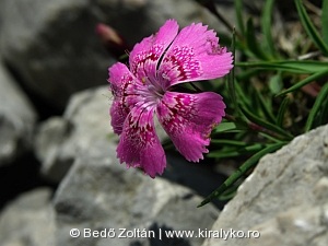 Királykői-szegfű (Dianthus callizonus)