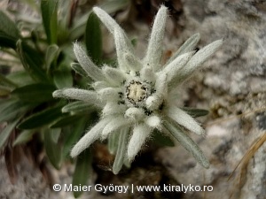 Havasi gyopár (Leontopodium alpinum)