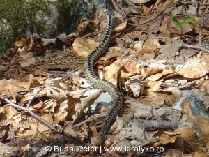 Iszkoló keresztes vipera